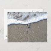 アカウウミガメの孵化 ポストカード (正面/裏面)