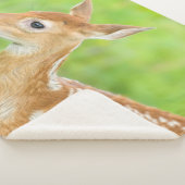 アカウミガエル |ミネソタ シェルパブランケット (3/4)