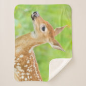 アカウミガエル |ミネソタ シェルパブランケット (正面)