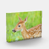 アカウミガエル |ミネソタ フォトブロック (左)