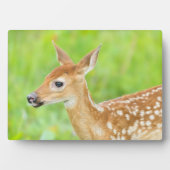 アカウミガエル |ミネソタ フォトプラーク (正面)