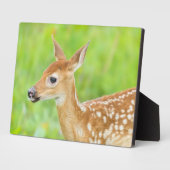 アカウミガエル |ミネソタ フォトプラーク (側面)