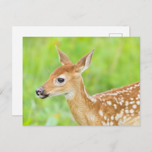 アカウミガエル |ミネソタ ポストカード (正面/裏面)