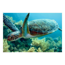 アカウミガメが紅海を泳ぐ ポスター