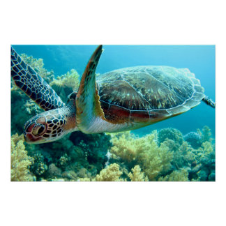 アカウミガメが紅海を泳ぐ ポスター