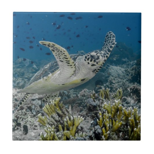 アカウミガメの泳ぎ タイル (正面)