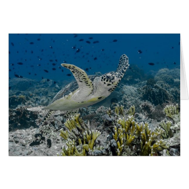 アカウミガメの泳ぐ姿 (正面横)
