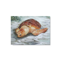 アカウミガメ – セントジョージアイランド