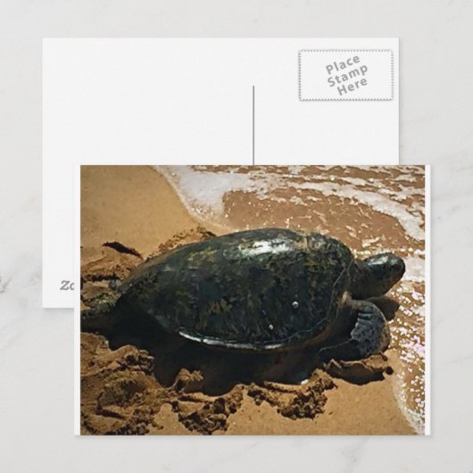 アカウミガメ ポストカード (正面/裏面)