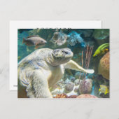 アカウミガメ ポストカード (正面/裏面)