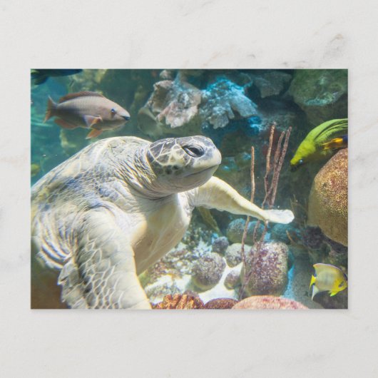 アカウミガメ ポストカード (正面)