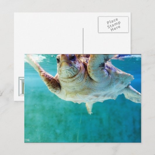 アカウミガメ #5 ポストカード (正面/裏面)