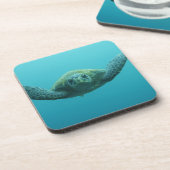 アカウミガメ (Chelonia mydas agassisi) 中央 コースター (左側)
