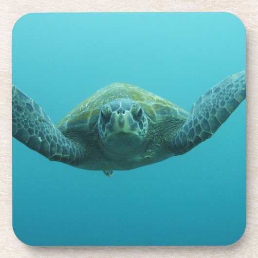 アカウミガメ (Chelonia mydas agassisi) 中央 コースター (正面)