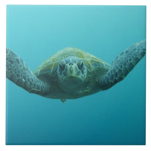 アカウミガメ (Chelonia mydas agassisi)、中央 タイル (正面)