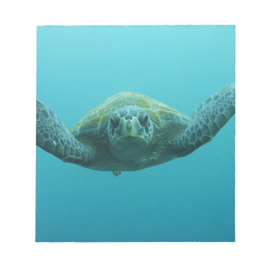 アカウミガメ (Chelonia mydas agassisi) 中央 ノートパッド (正面)