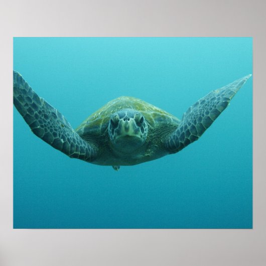 アカウミガメ (Chelonia mydas agassisi) 中央 ポスター (正面)