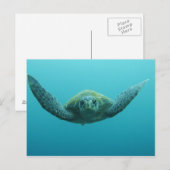 アカウミガメ (Chelonia mydas agassisi) 中央 ポストカード (正面/裏面)