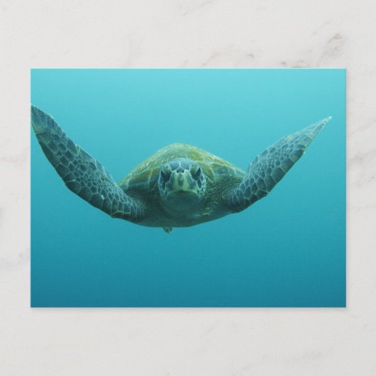 アカウミガメ (Chelonia mydas agassisi) 中央 ポストカード (正面)