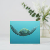 アカウミガメ (Chelonia mydas agassisi) 中央 ポストカード (スタンド正面)