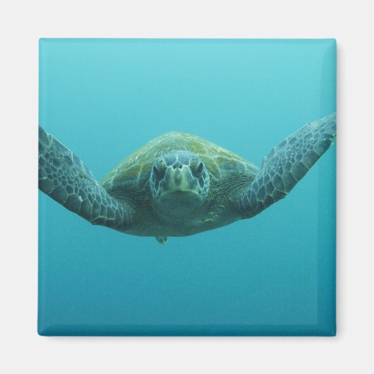 アカウミガメ (Chelonia mydas agassisi)、中央 マグネット (正面)