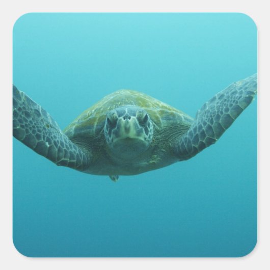 アカウミガメ (Chelonia mydas agassisi)、中部 スクエアシール (正面)