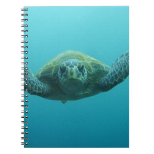 アカウミガメ (Chelonia mydas agassisi)、中部 ノートブック