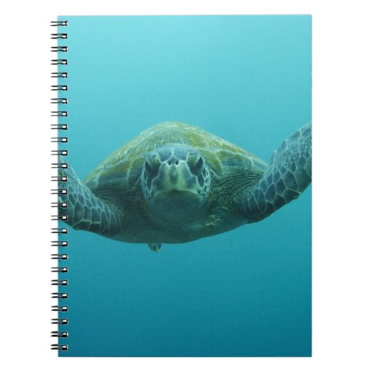 アカウミガメ (Chelonia mydas agassisi)、中部 ノートブック (正面)