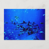 アカエイのポストカード ポストカード (正面)