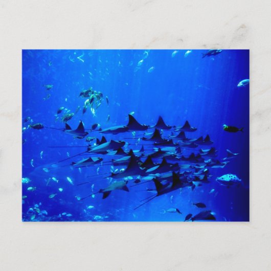 アカエイのポストカード ポストカード (正面)