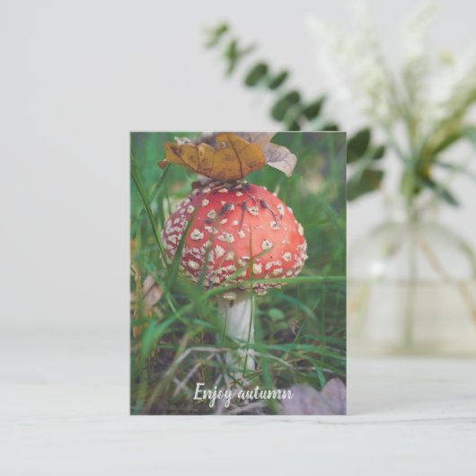 アカエイ ポストカード (スタンド正面)