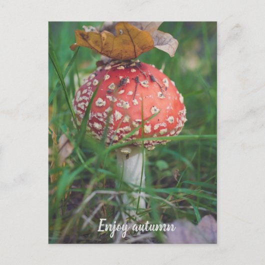 アカエイ ポストカード (正面)