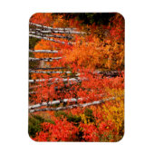 アカエデ(Acer Rubra)と《植物》アスペン マグネット (縦)