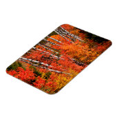 アカエデ(Acer Rubra)と《植物》アスペン マグネット (左側)