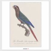 アカエリシロハラインコ, Pyrrhura Picta シール (シート)