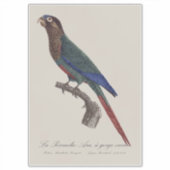 アカエリシロハラインコ, Pyrrhura Picta シール (正面)