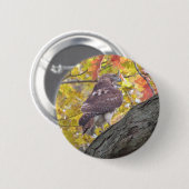 アカオアシカのボタン 缶バッジ (正面&裏面)