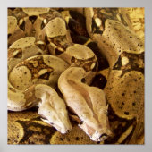 アカオウオ ポスター (正面)