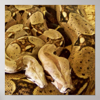 アカオウオ ポスター