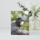 アカオウオ ポストカード (スタンド正面)