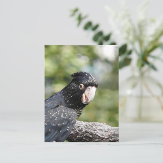 アカオウオ ポストカード (スタンド正面)