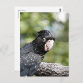 アカオウオ ポストカード (正面/裏面)