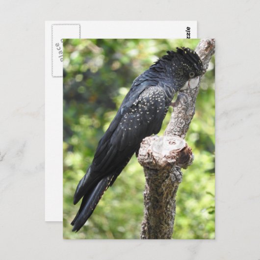 アカオウオ ポストカード (正面/裏面)