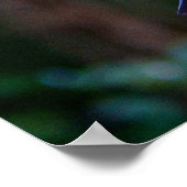 アカオシバドリ ポスター (角)