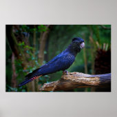 アカオシバドリ ポスター (正面)