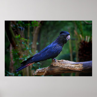 アカオシバドリ ポスター