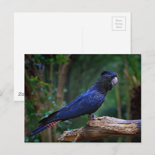 アカオシバドリ ポストカード (正面/裏面)