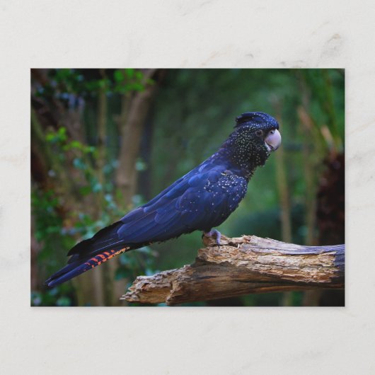 アカオシバドリ ポストカード (正面)