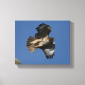 アカオタカ キャンバスプリント (正面)