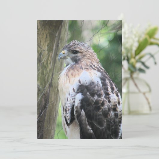 アカオタカ シーズンカード (スタンド正面)